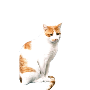 Ginger And White Cat Sitting In A Relaxed Pose Against A Stone Backdrop. Perfect For Pet Lovers. 18233 - Cat PNG image with transparent background